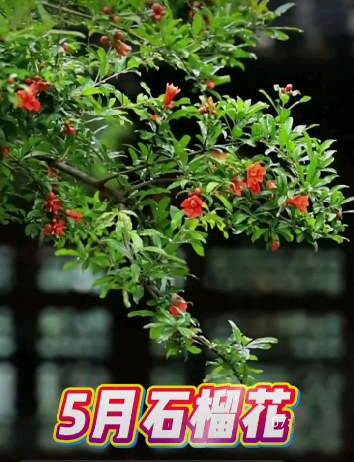 十二花神赋连载⑤⑥诗◑雅轩琴韵（图12）