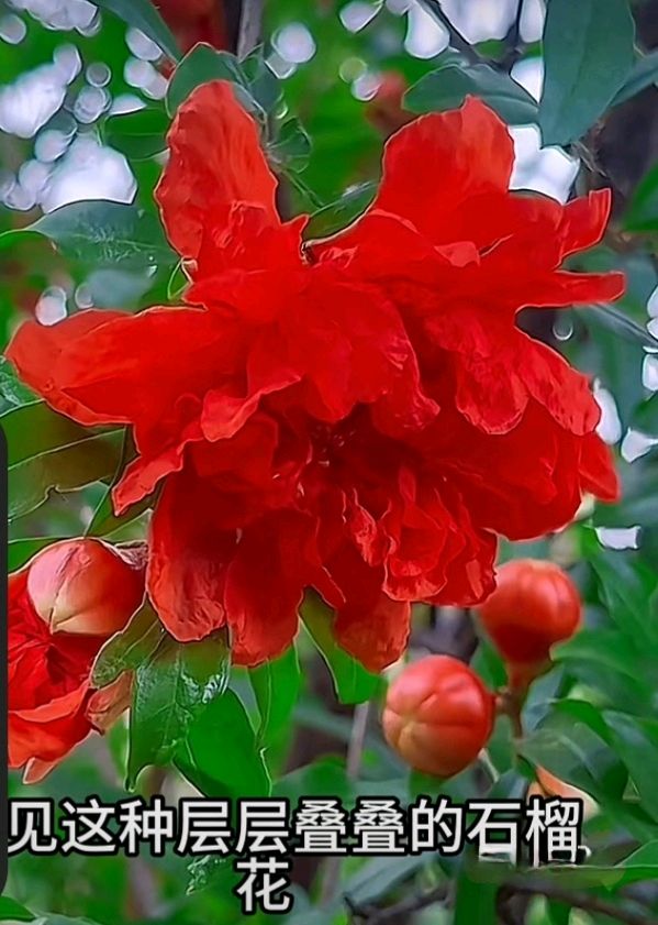 十二花神赋连载⑤⑥诗◑雅轩琴韵（图22）