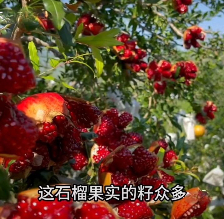 十二花神赋连载⑤⑥诗◑雅轩琴韵（图19）