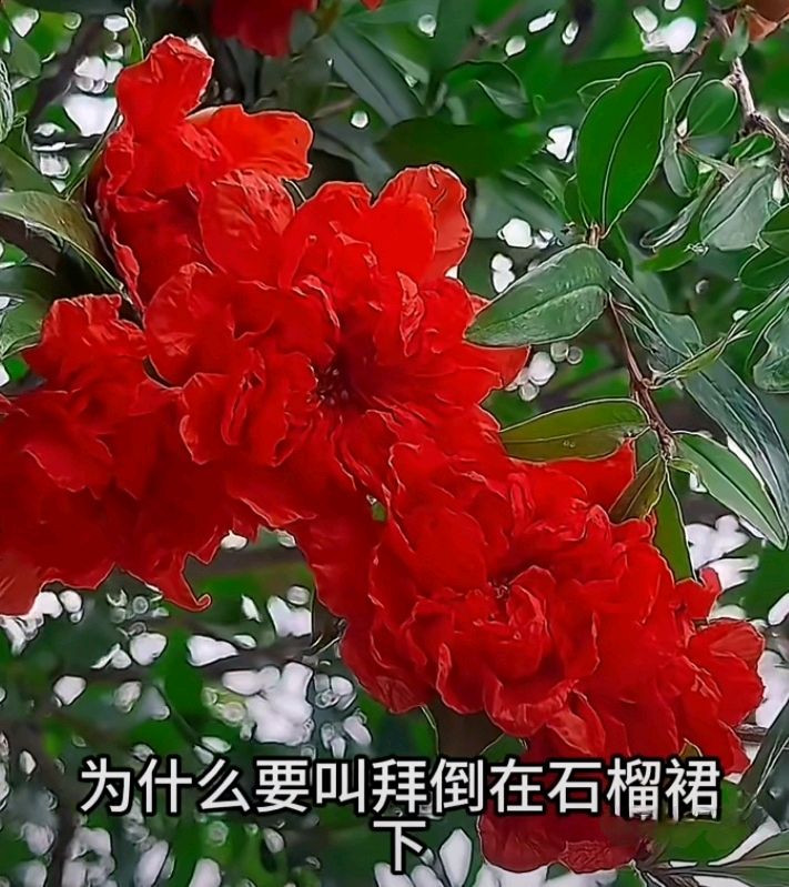 十二花神赋连载⑤⑥诗◑雅轩琴韵（图23）