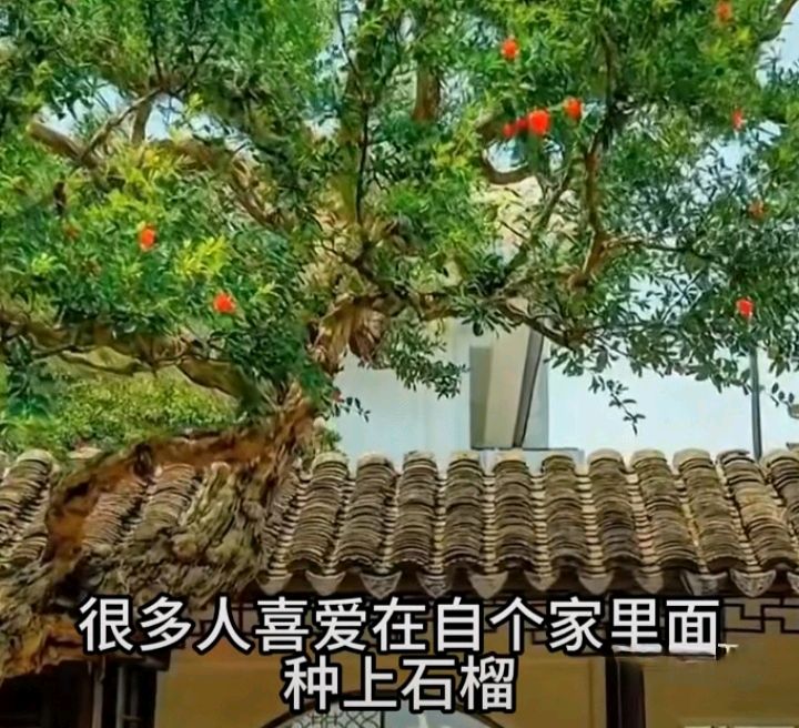 十二花神赋连载⑤⑥诗◑雅轩琴韵（图20）
