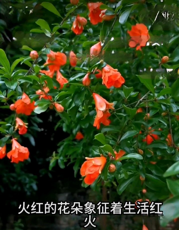十二花神赋连载⑤⑥诗◑雅轩琴韵（图21）