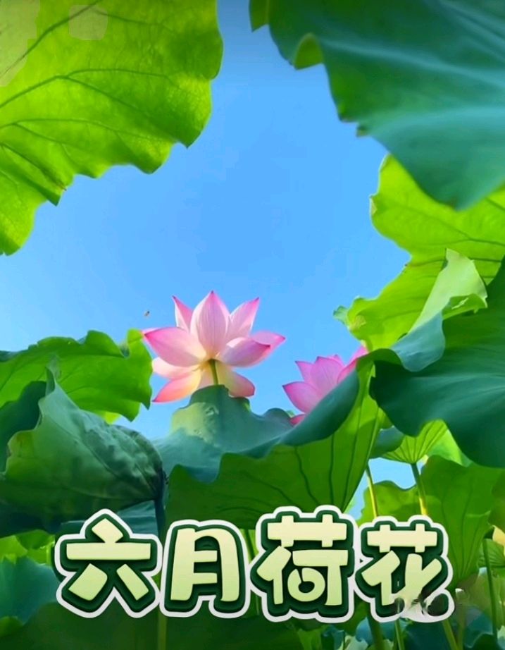 十二花神赋连载⑤⑥诗◑雅轩琴韵（图16）