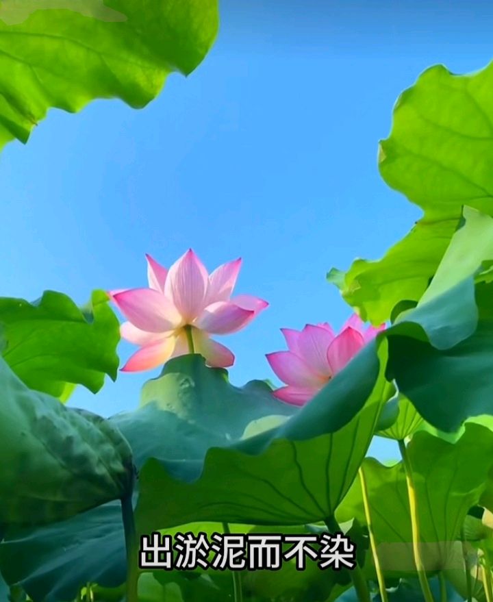 十二花神赋连载⑤⑥诗◑雅轩琴韵（图27）