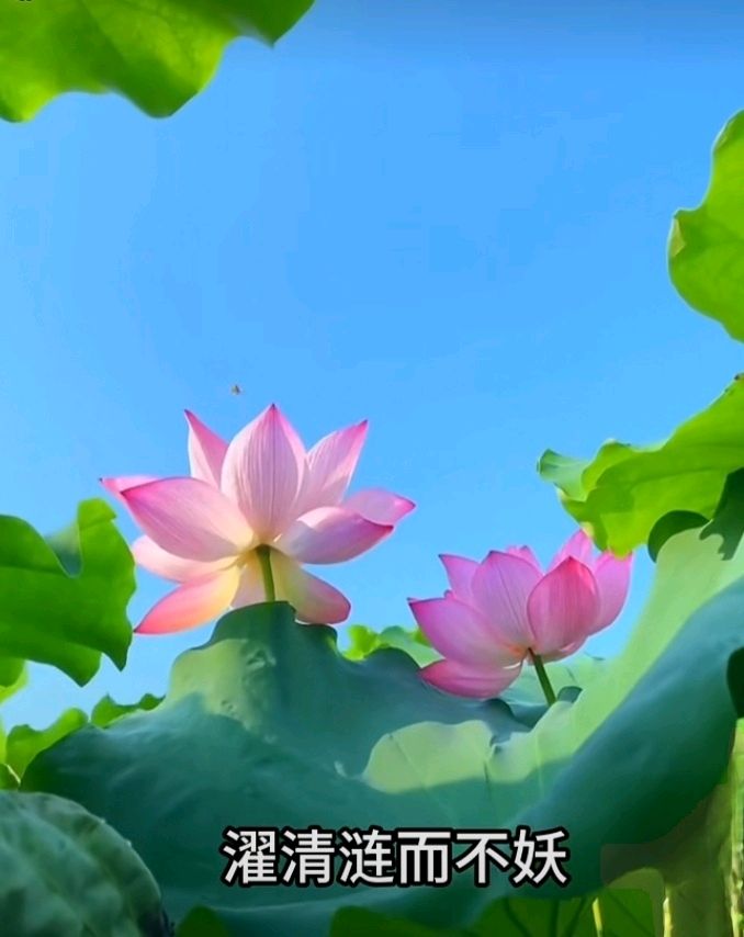 十二花神赋连载⑤⑥诗◑雅轩琴韵（图28）