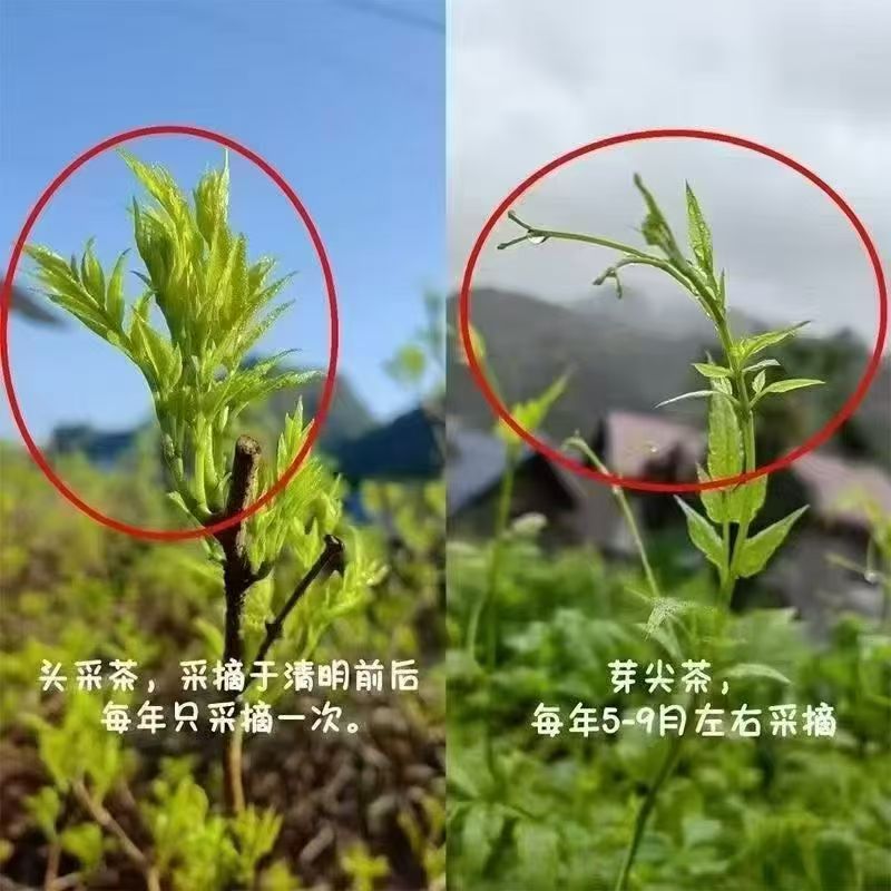 合并图的解读/贺创刊八年(文/杨歌)……莲叶之珠文学社(图7)