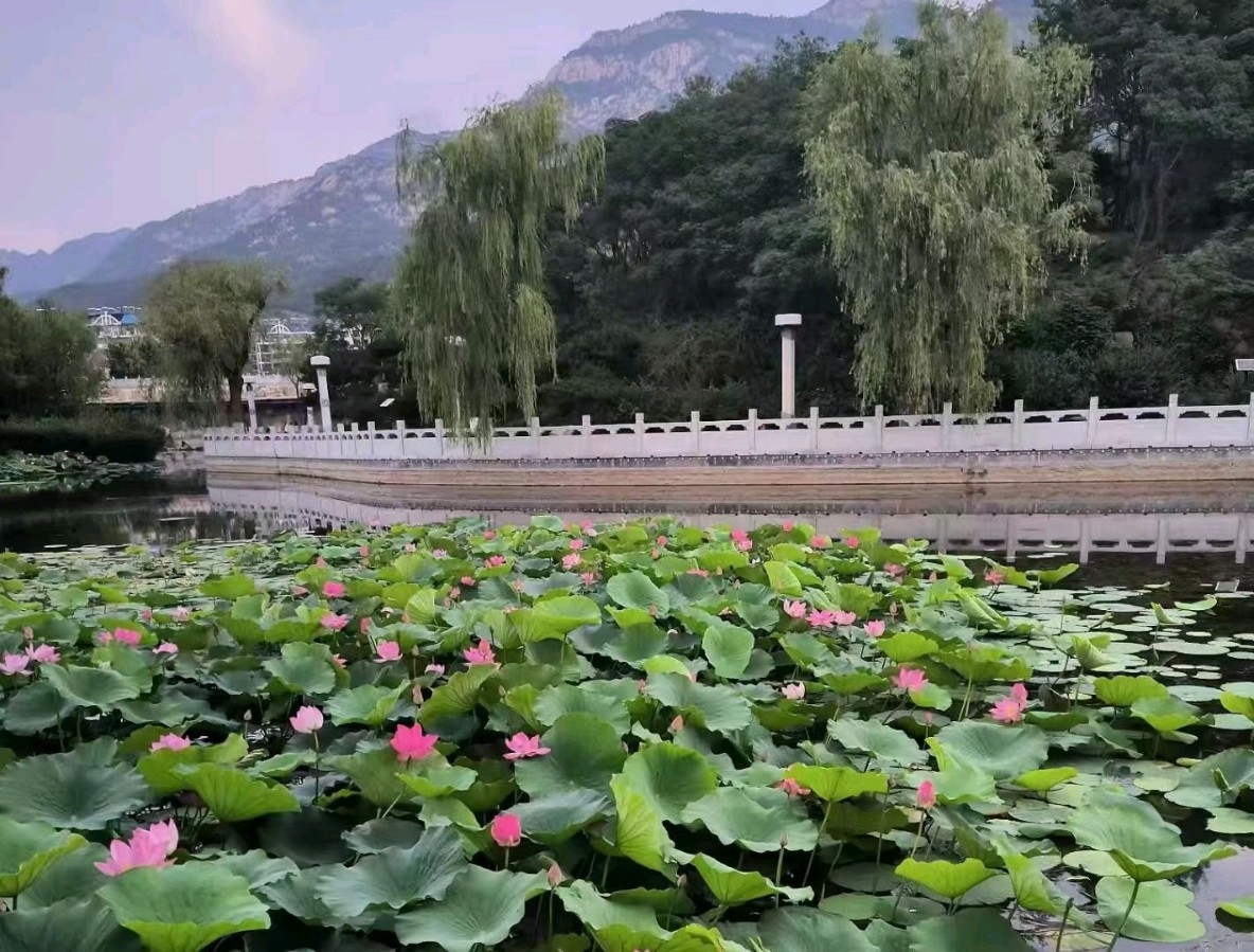 【荣耀中国】文学社*行香子·仲夏文/董家华(安徽)(图3)