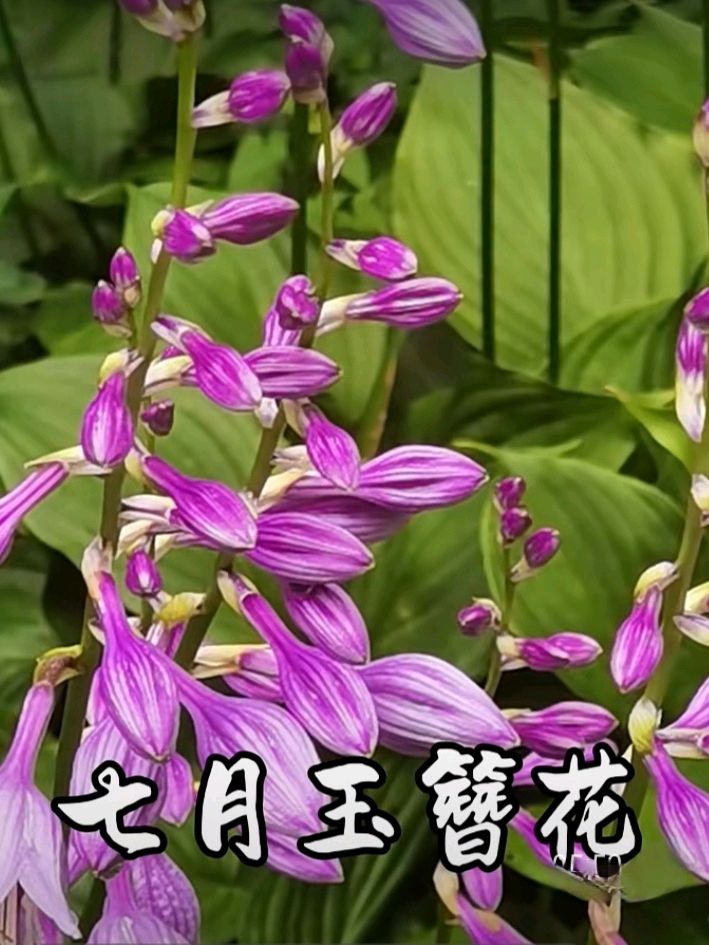 十二花神赋连载⑦⑧诗◑雅轩琴韵（图12）