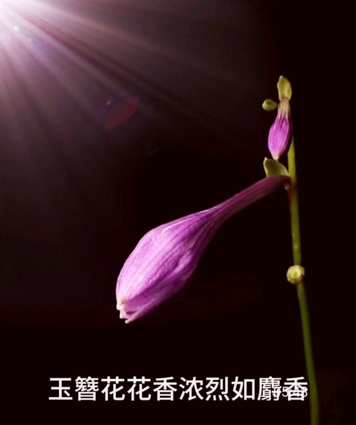 十二花神赋连载⑦⑧诗◑雅轩琴韵（图20）
