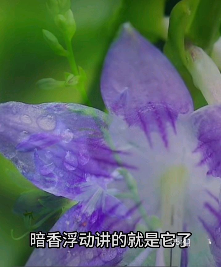 十二花神赋连载⑦⑧诗◑雅轩琴韵（图21）