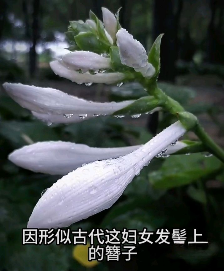 十二花神赋连载⑦⑧诗◑雅轩琴韵（图18）