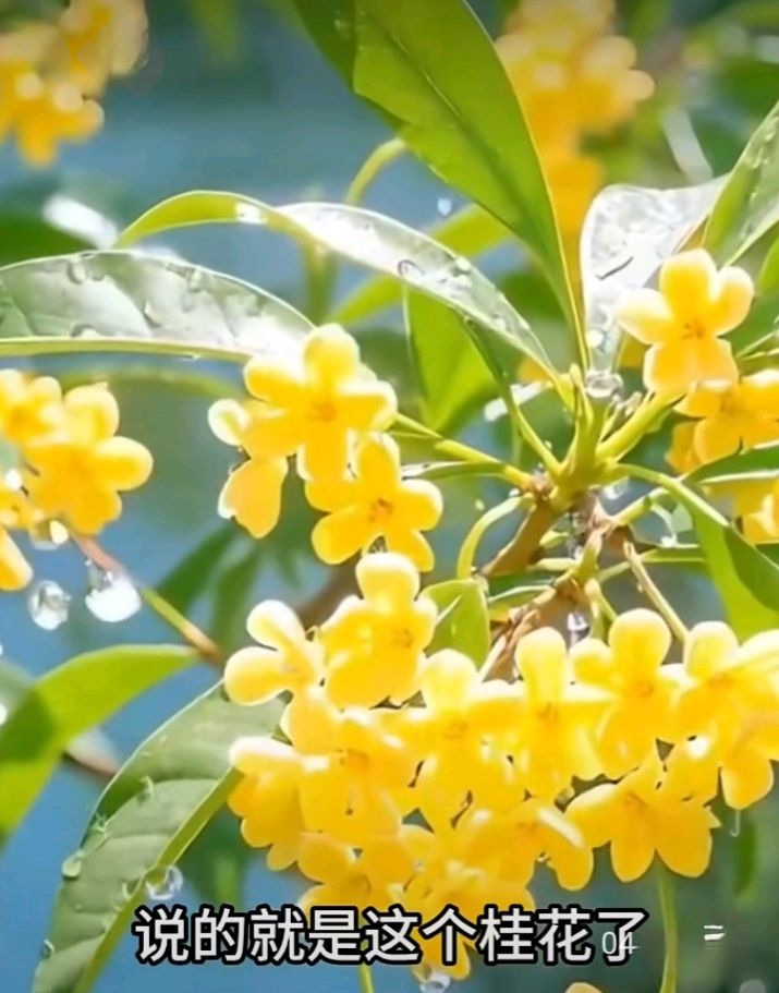 十二花神赋连载⑦⑧诗◑雅轩琴韵（图26）