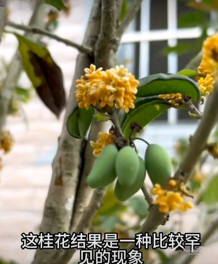十二花神赋连载⑦⑧诗◑雅轩琴韵（图28）