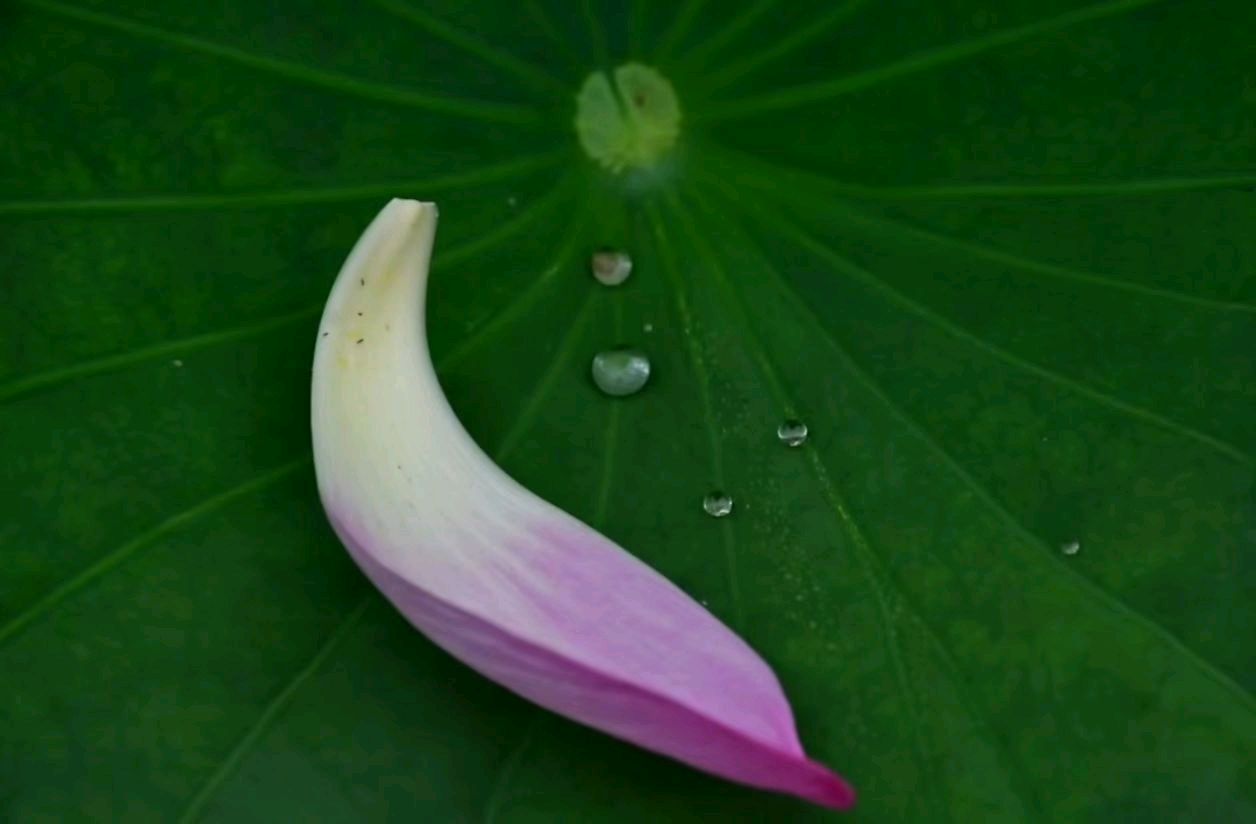 聆听 ‖ 梦缘梦朗诵《雨荷》作者/静（图4）