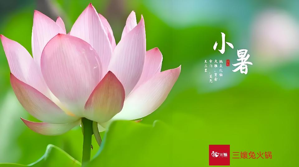 小暑3