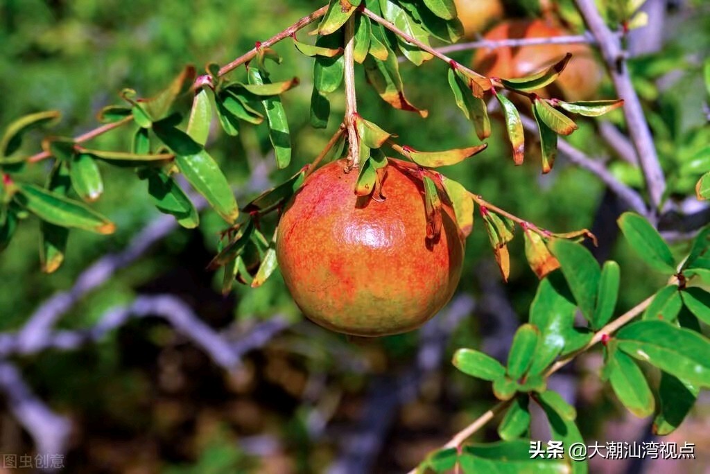 《著名现代诗人红蝴蝶现代诗五首》作者红蝴蝶 [中国现代诗歌文化传媒推荐]（图7）