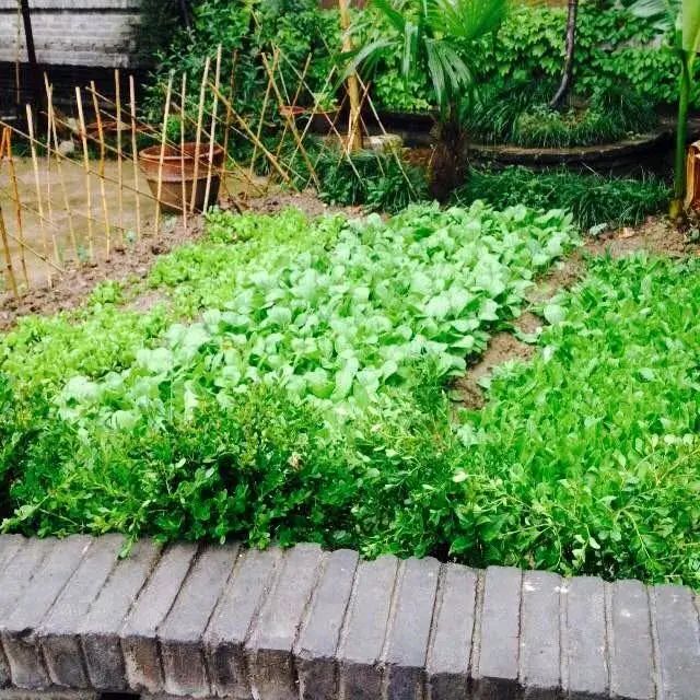 《著名现代诗人红蝴蝶现代诗五首》作者红蝴蝶 [中国现代诗歌文化传媒推荐]（图8）