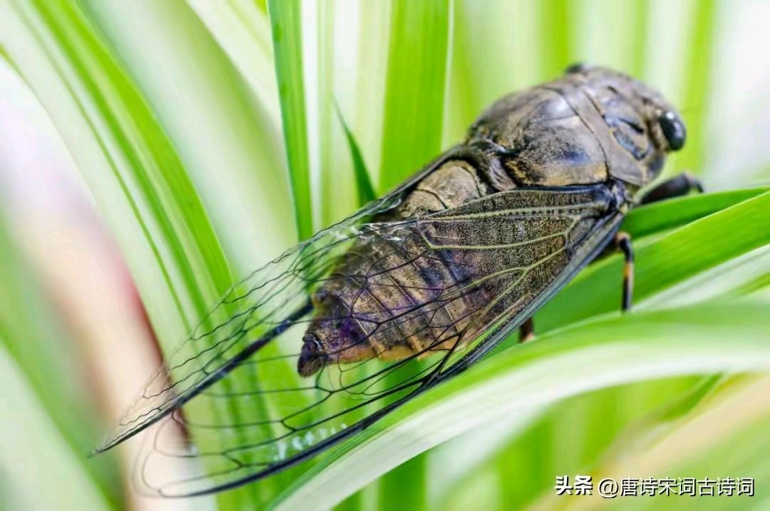 《东方即白现代诗及现代古诗词牌赏析》作者：东方即白 [中国现代诗歌文化传媒推荐]（图7）