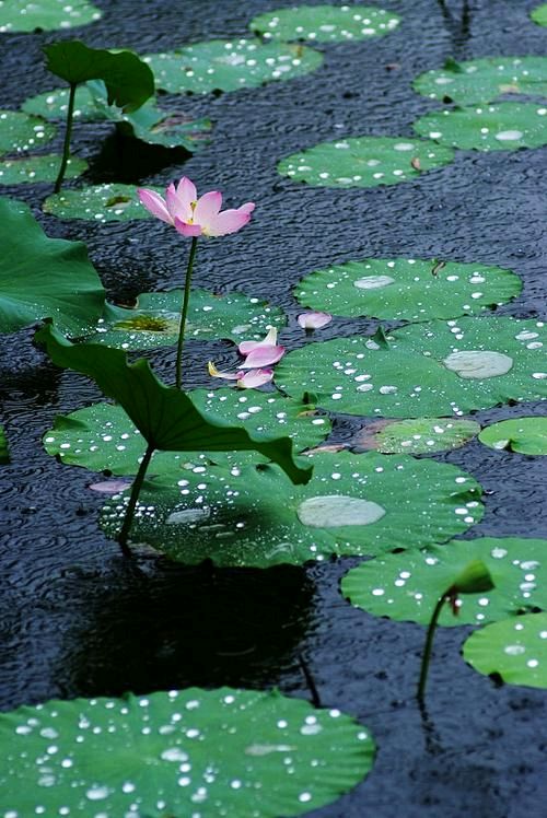 吴旻《七月雨荷》诵读：好运（图3）