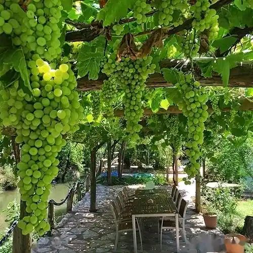 夏日风光（8）‖巴彦诗协【913】（图5）