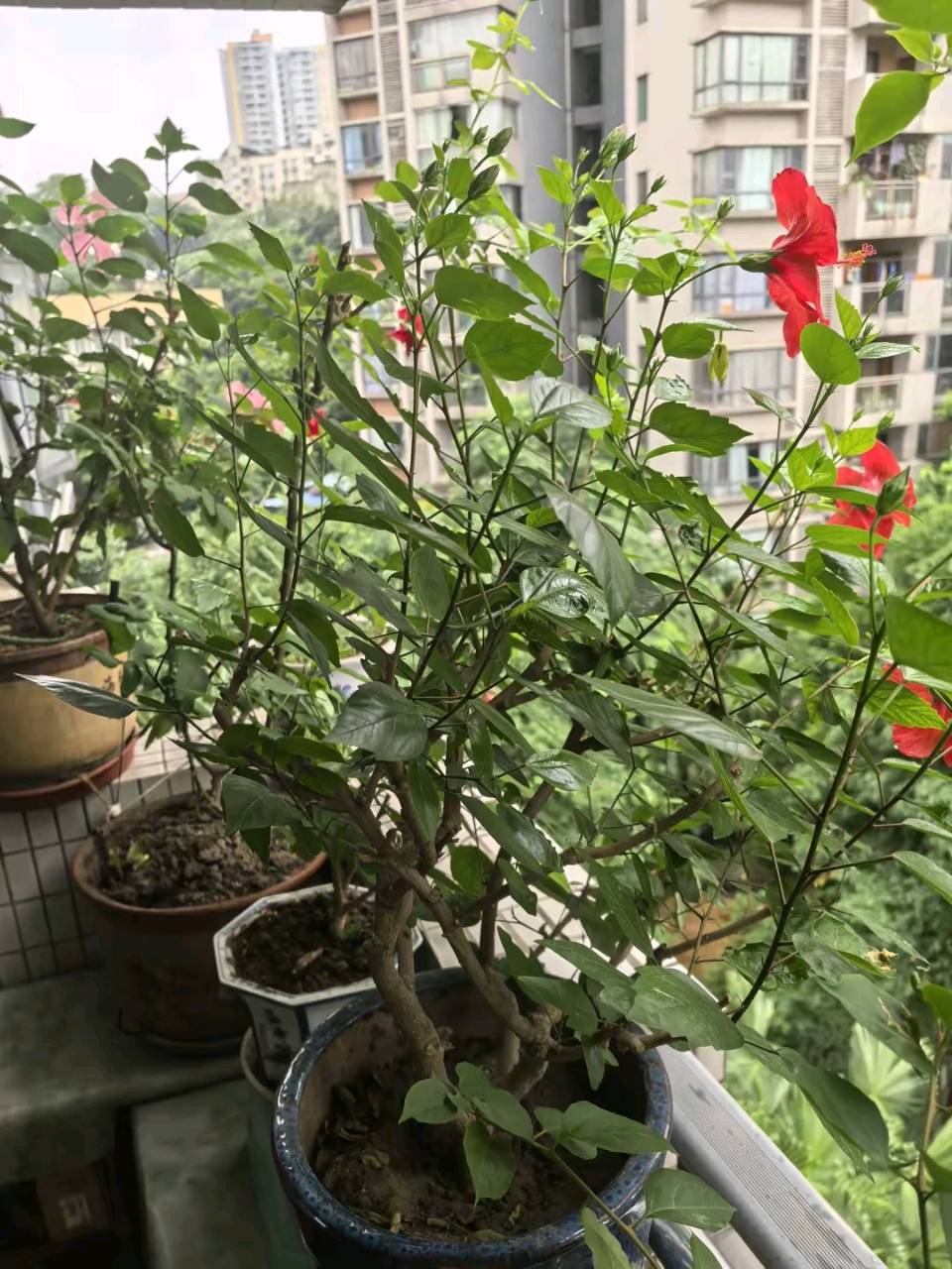「散文」与花共夏（图6）