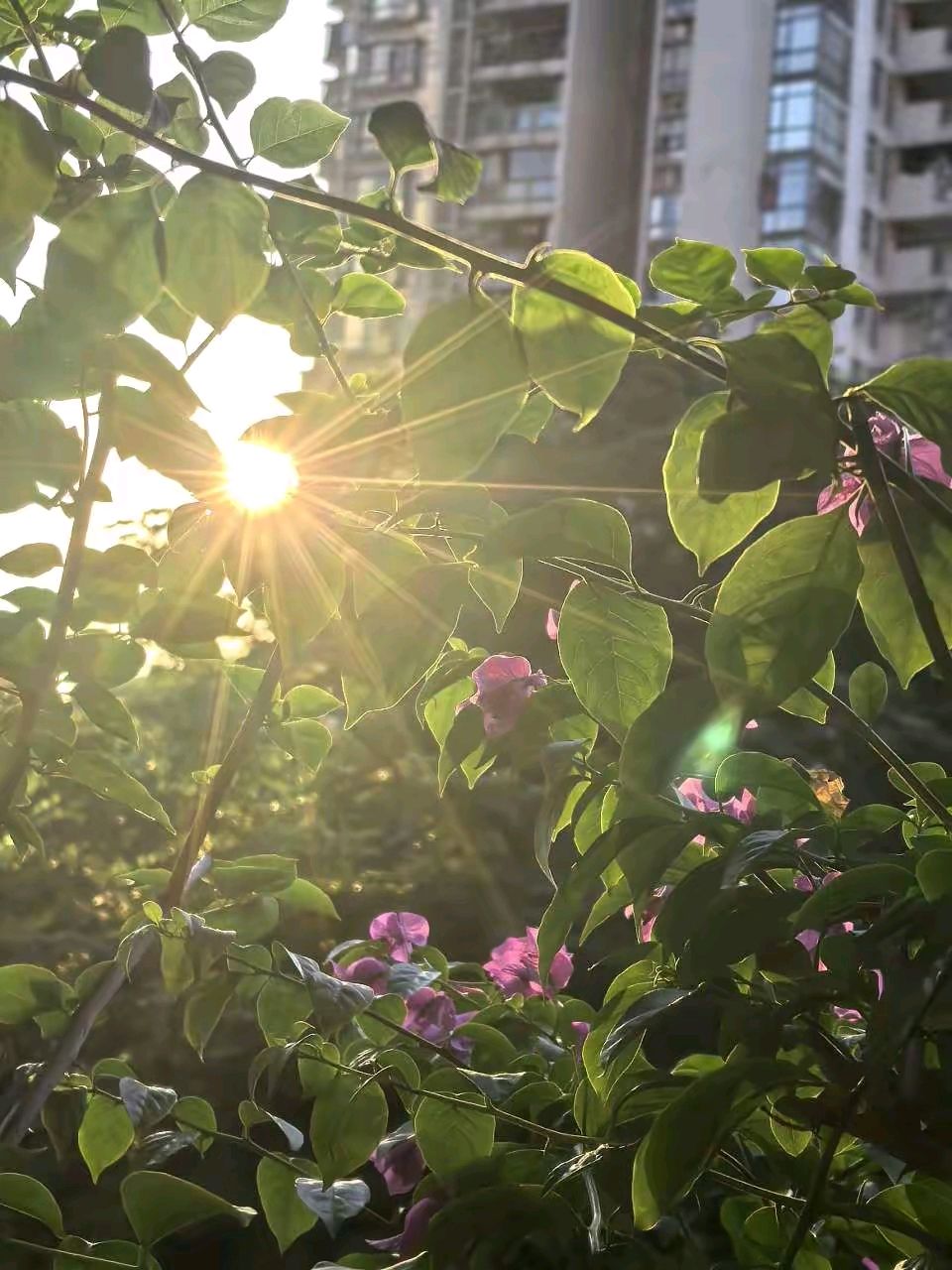 「散文」与花共夏（图9）