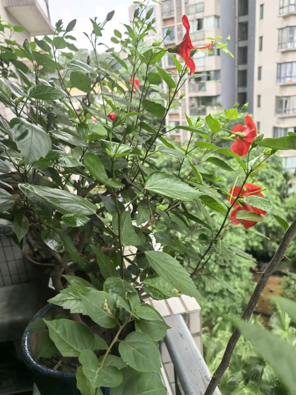 「散文」与花共夏（图12）