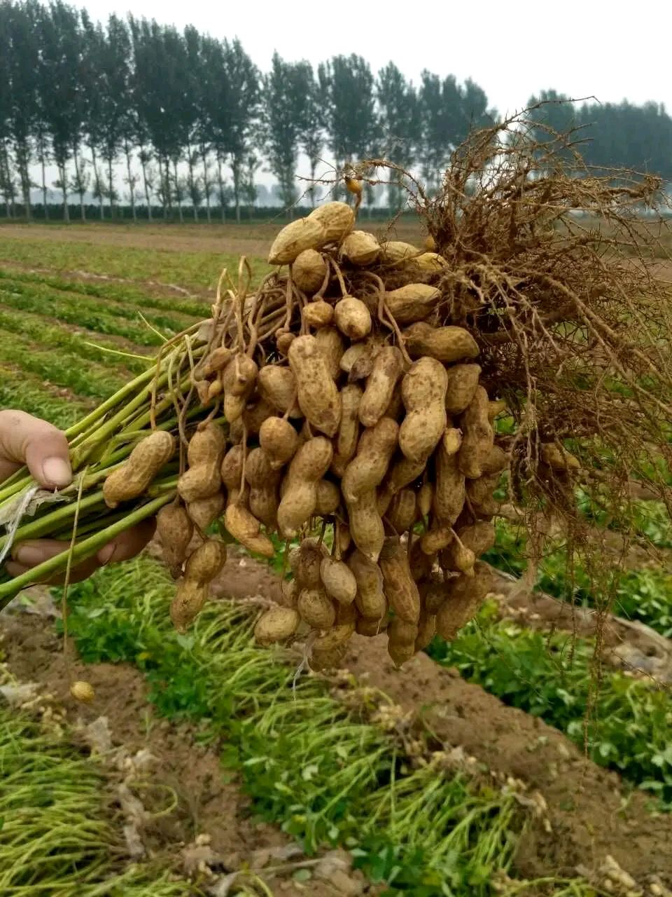 由《一桶过期花生油》想到的 文/吴伦林/江苏淮安（图6）