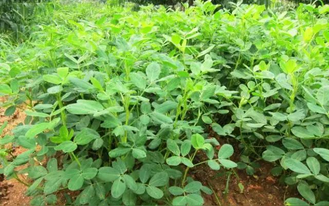 由《一桶过期花生油》想到的 文/吴伦林/江苏淮安（图7）