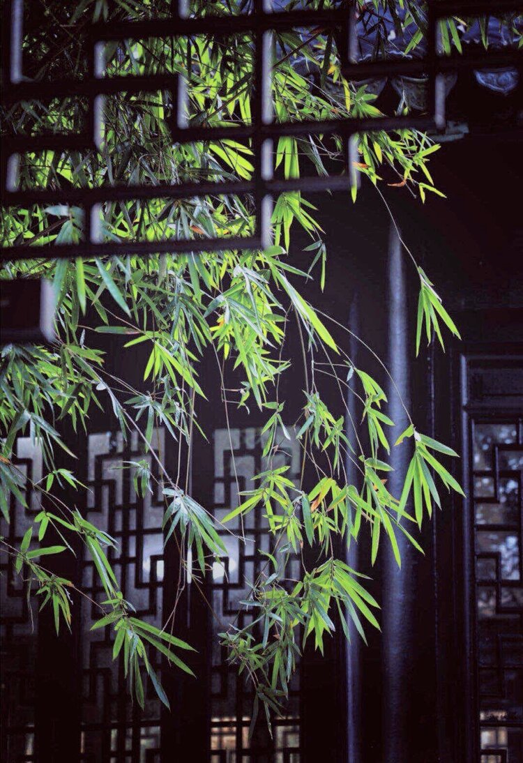 悬岩花（图3）