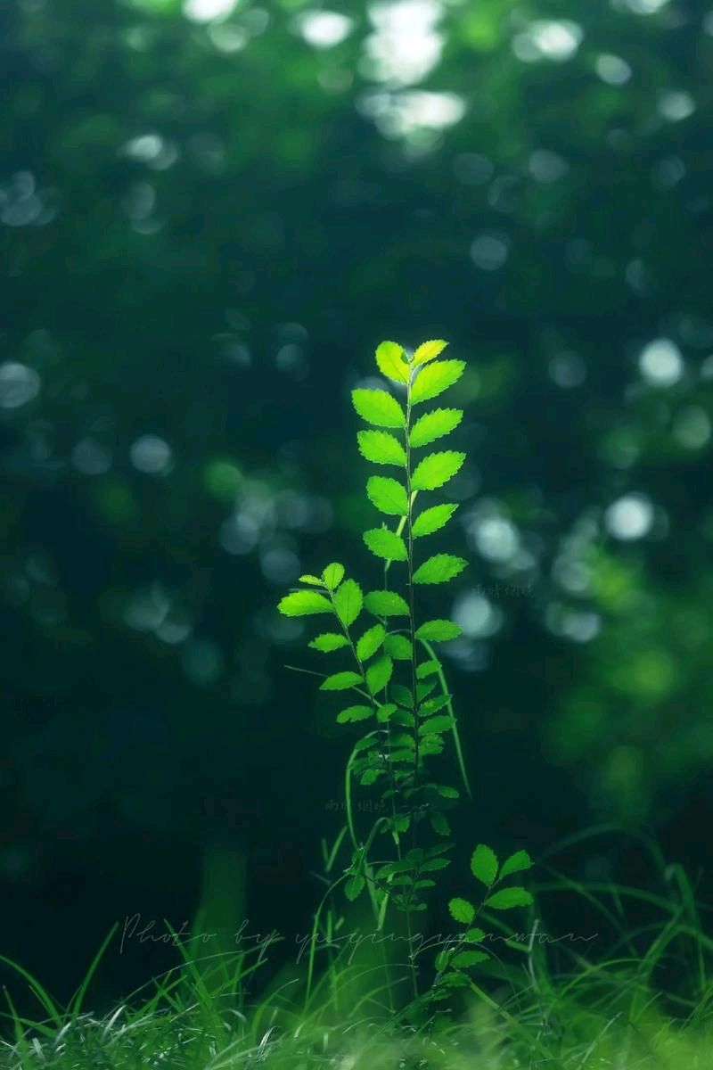 七绝-夏夜思～诗◑王政（图14）