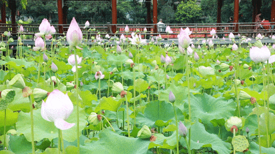 临江仙词二首 （龙谱 苏轼体）【词林正韵】《夏荷吟》 作者：连振华/广东（图3）
