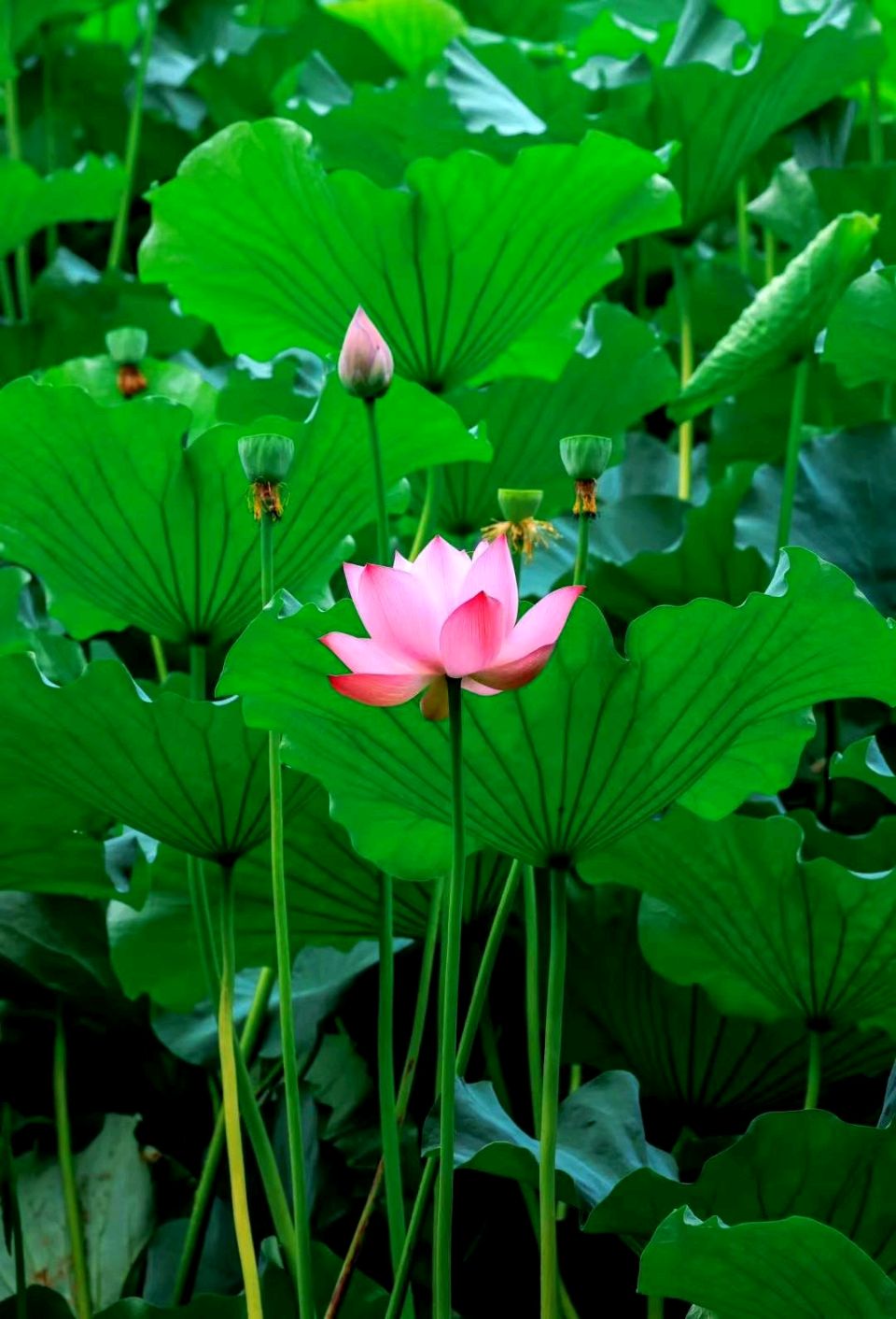 【荣耀中国】荷花美(词五首)戴建中(江苏)(图7)