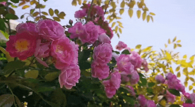 【神都诗社】龙门诗苑第040期《嵌句：满架蔷薇一院香》（图5）