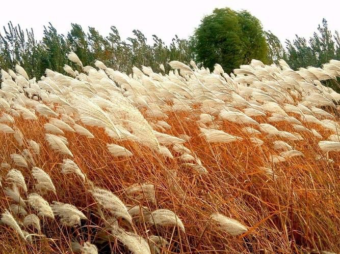 【原创】三木秉风散文诗选 1255《琼坠月浮浪千重，苇曳香思一岸风》（图2）