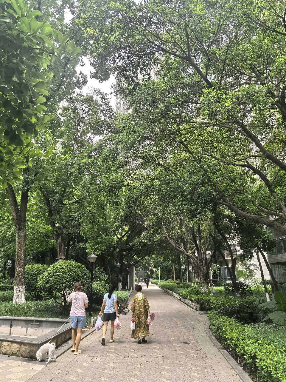 「散文」榕之重生，城之焕彩（图7）