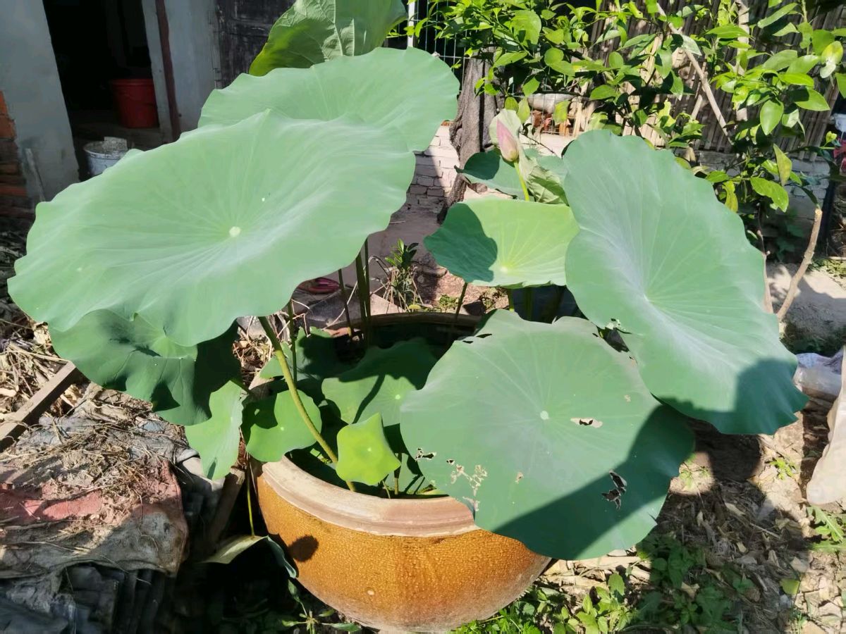 散文-养一缸荷～文◑魏兴付（图14）
