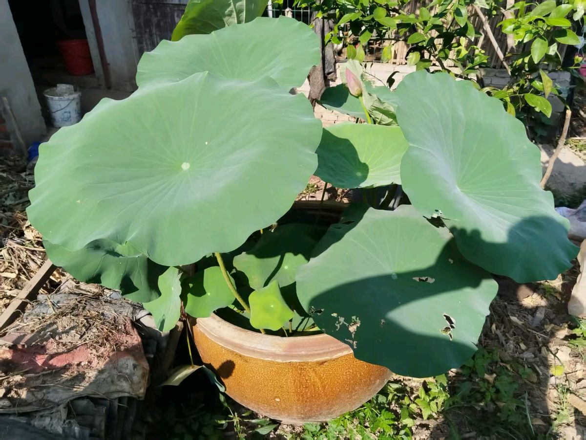 散文-养一缸荷～文◑魏兴付（图16）