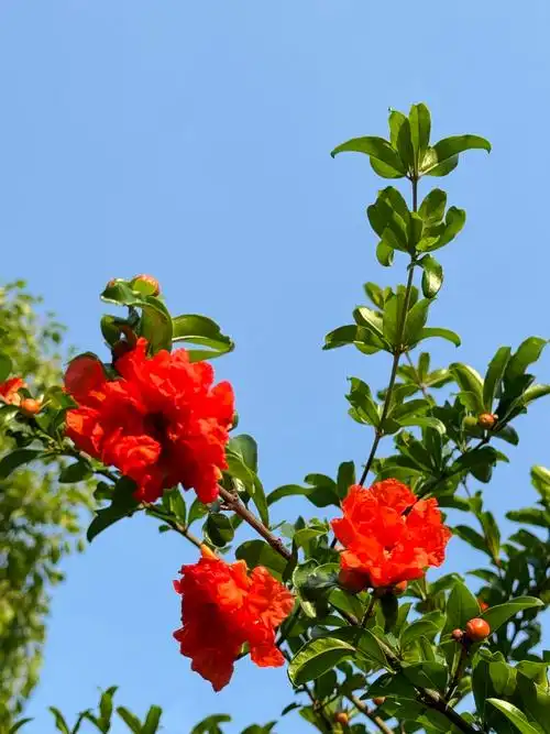肖玉珍：鉴心明月 紫蕊流芳‖巴彦诗词楹联协会【919】（图10）