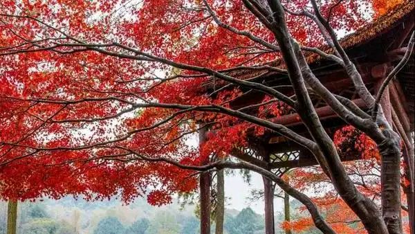 肖玉珍：鉴心明月 紫蕊流芳‖巴彦诗词楹联协会【919】（图5）