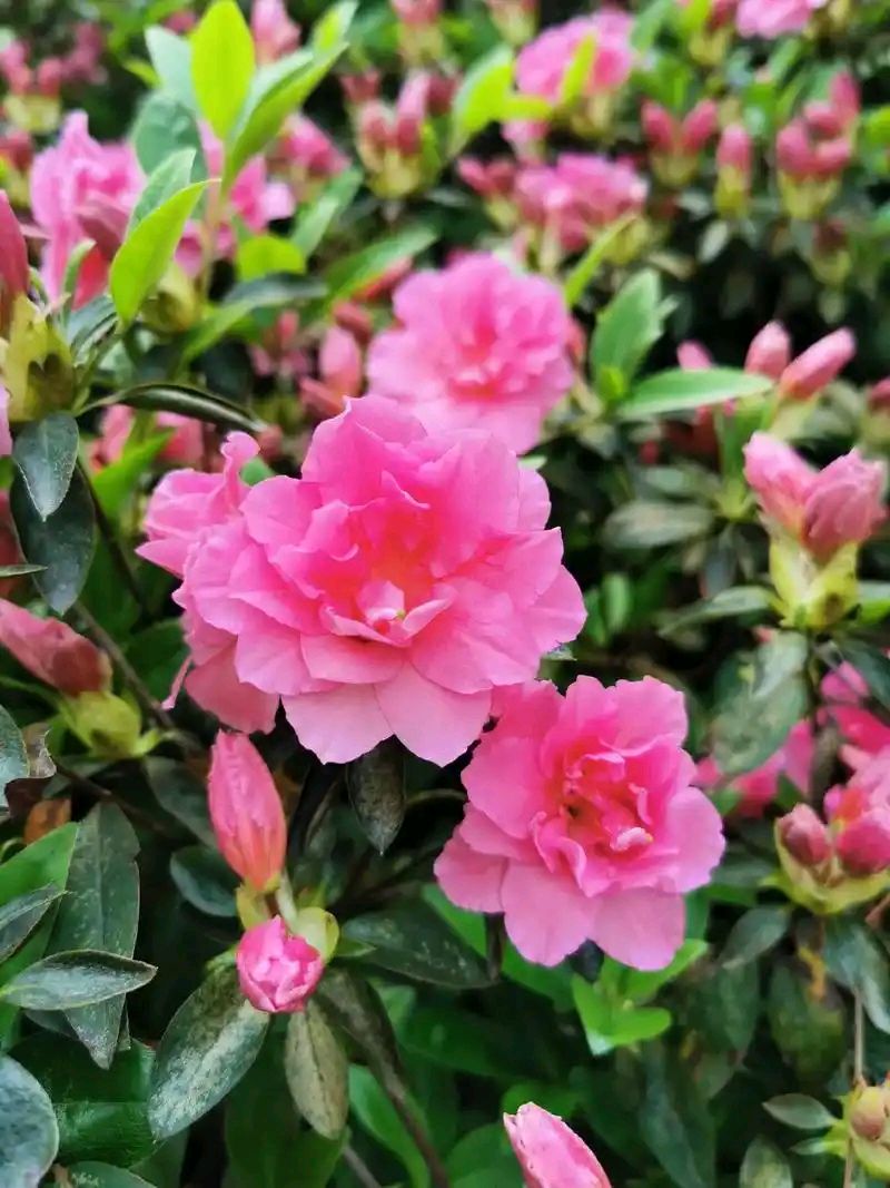 肖玉珍：鉴心明月 紫蕊流芳‖巴彦诗词楹联协会【919】（图7）