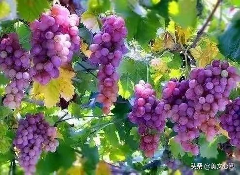 《著名现代诗人红蝴蝶现代诗五首》作者：红蝴蝶 [中国现代诗歌文化传媒推荐]（图7）
