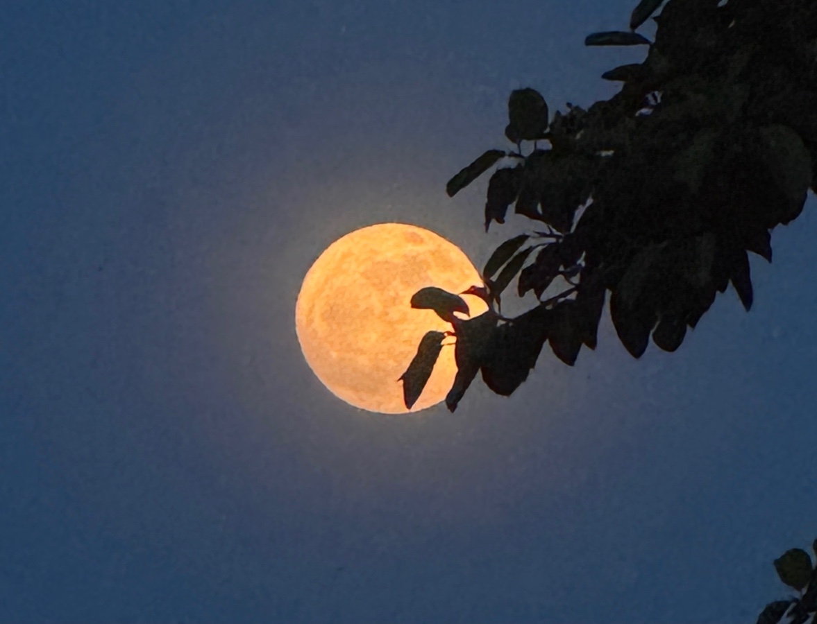 【新诗大观】今年夏天的幸福和安逸（二首）||文/姚元霞（图3）