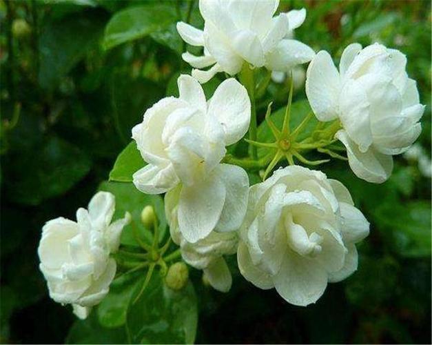 茉莉花1 茉莉花1
