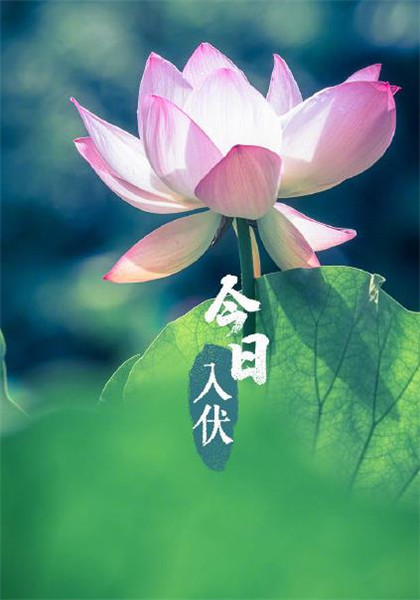 凤凰之歌//黄莉端//高虹诵读 《今日数伏》 作者：王胜利（图7）