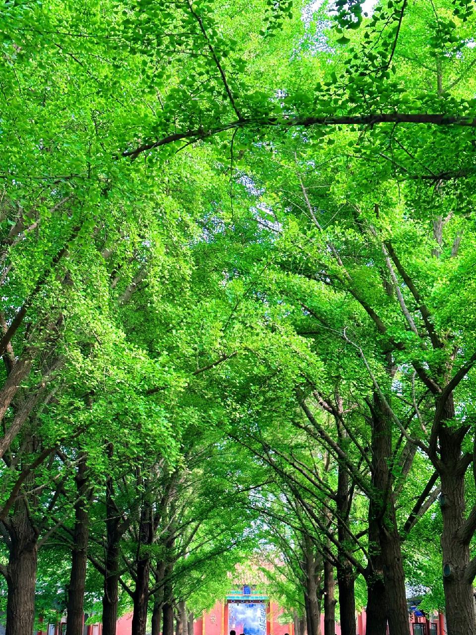 【神都诗社】第129期《嵌句:“绿荫幽草胜花时”》(图9)