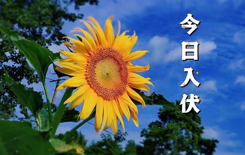 【和阳诗人】挑战入伏||文/宁儿（图2）