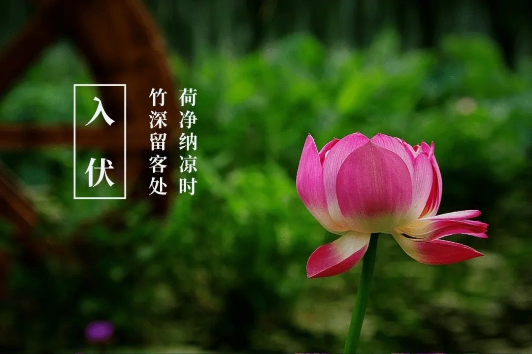 【新诗大观】入伏咏||文/张道发（图4）