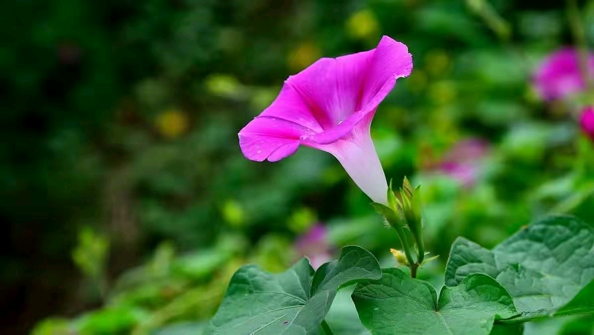 聆听 ‖ 琦琦赵朗诵《牵牛花》作者/摄影/丑牛（图5）