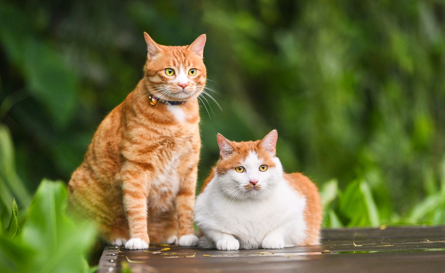 猫咪，为爱守望～诗◑王法林（图12）